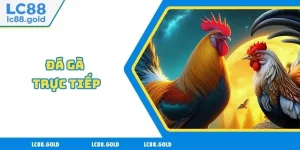 Đá Gà Trực Tiếp - Lựa Chọn Hàng Đầu Của Mọi Tân Thủ
